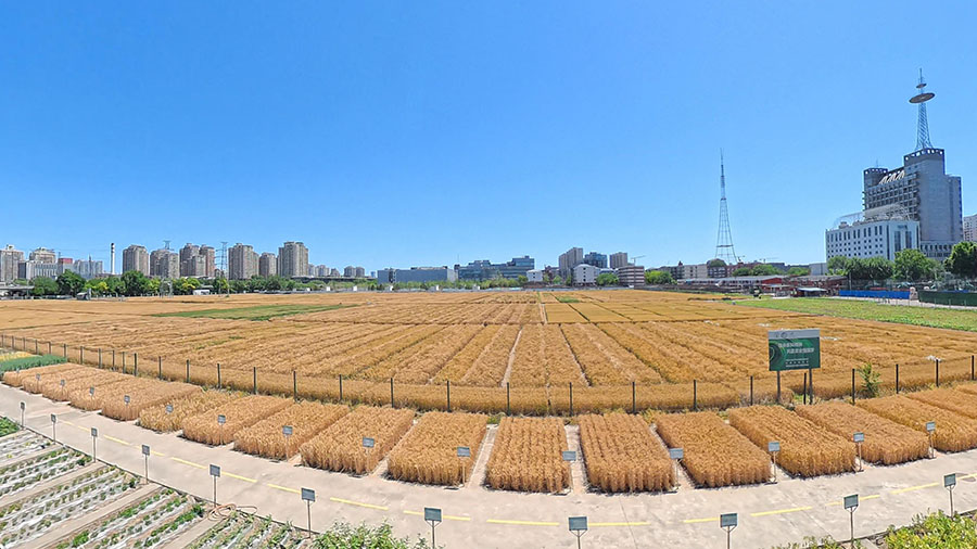 北京三環路内の黄金色の麦畑と紺碧の空が織りなす独特な都市田園風景（撮影?王天楽）。